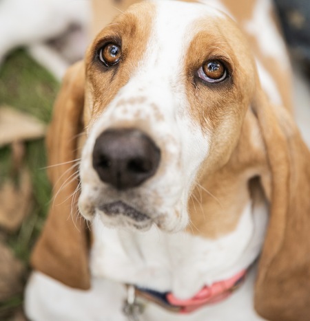 Entry image for Peaches. Clicking this image will show a larger photo