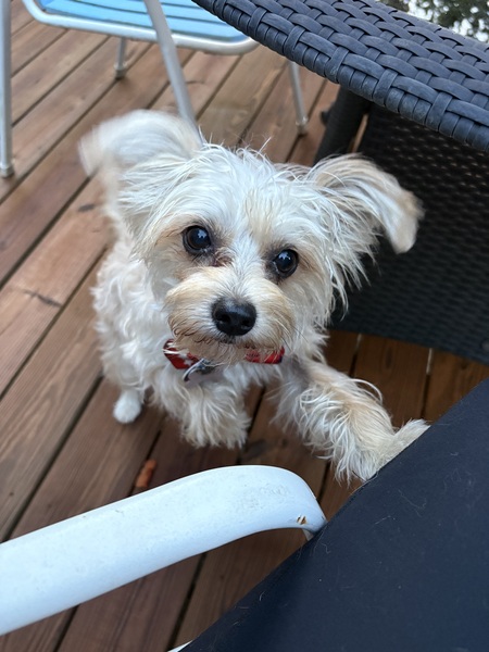 Entry image for Mia. Clicking this image will show a larger photo