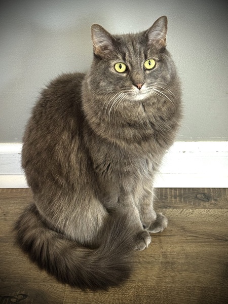 Entry image for Catsy “Pippa” Cline. Clicking this image will show a larger photo