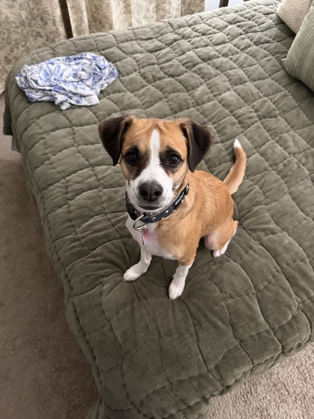 Entry image for Layla. Clicking this image will show a larger photo