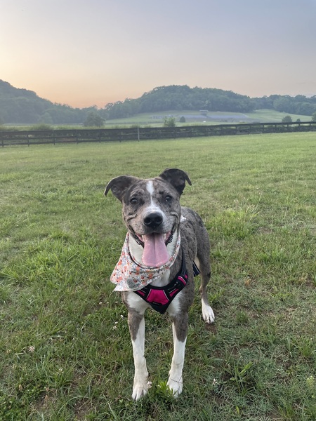 Entry image for Maggie. Clicking this image will show a larger photo