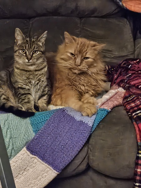 Entry image for KT and Itty-Bitty . Clicking this image will show a larger photo