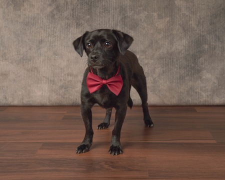 Entry image for Bear . Clicking this image will show a larger photo