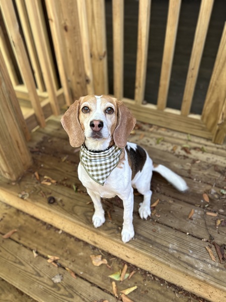 Entry image for Daisy. Clicking this image will show a larger photo