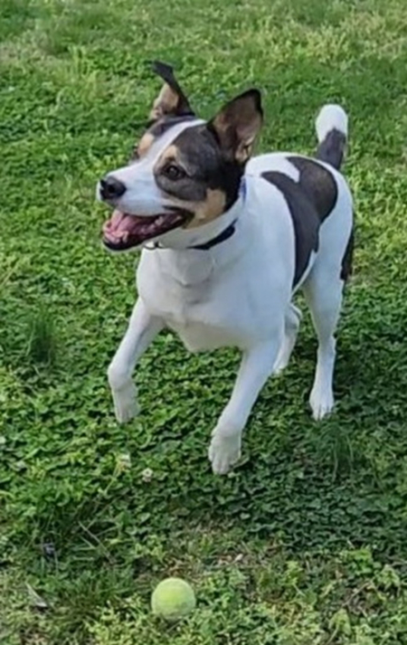 Entry image for Josie. Clicking this image will show a larger photo
