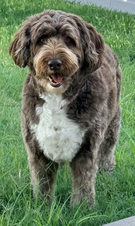 Entry image for Sadie. Clicking this image will show a larger photo