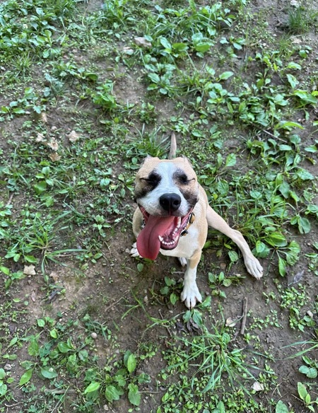 Entry image for Bennie. Clicking this image will show a larger photo