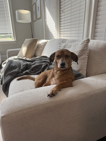 Entry image for Winston. Clicking this image will show a larger photo