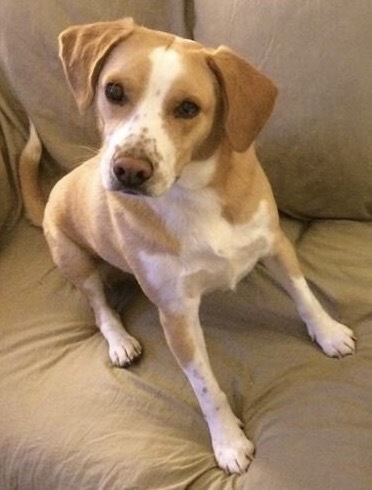 Entry image for Roscoe . Clicking this image will show a larger photo
