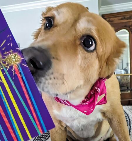 Entry image for Bonnie Belle. Clicking this image will show a larger photo