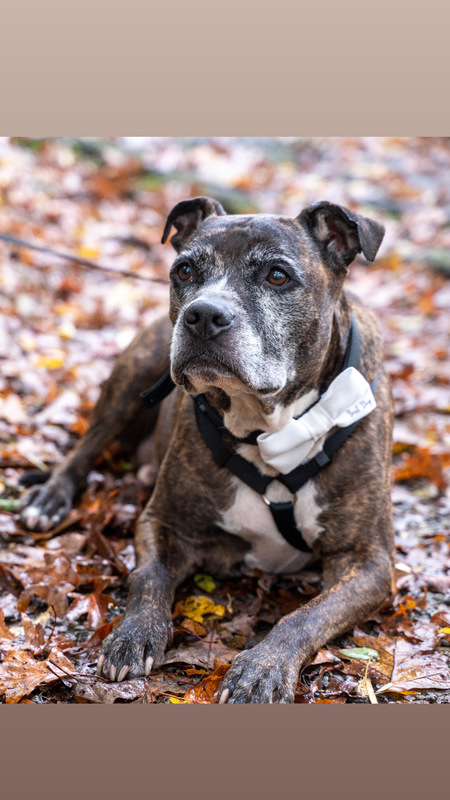 Entry image for Kaizer. Clicking this image will show a larger photo