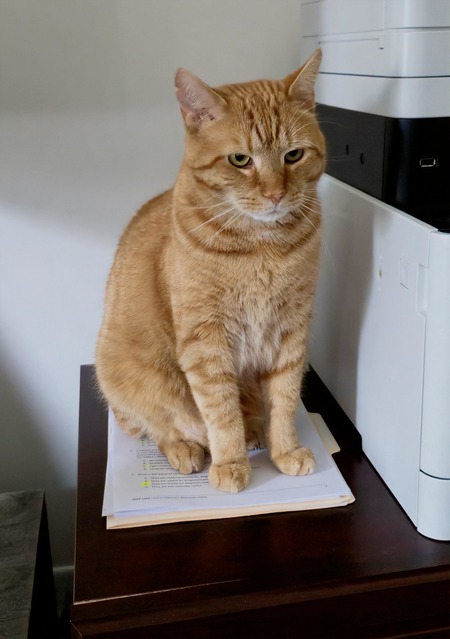 Entry image for Kitty. Clicking this image will show a larger photo