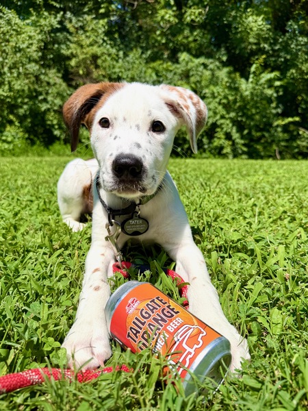 Entry image for Tater. Clicking this image will show a larger photo