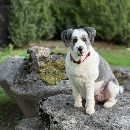 Entry image for Loddy. Clicking this image will show a larger photo