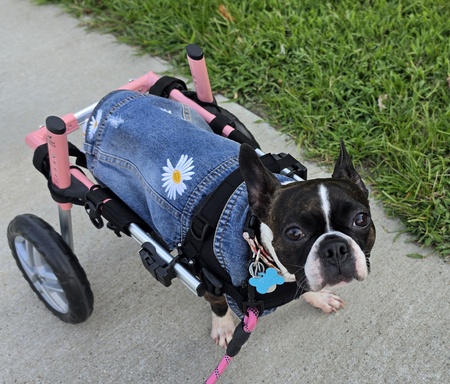 Entry image for Ruby. Clicking this image will show a larger photo