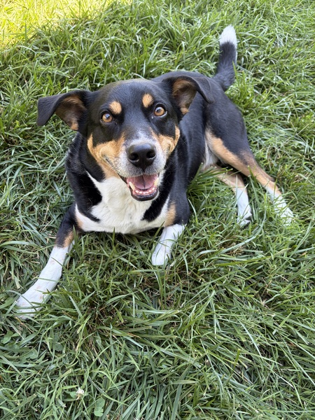 Entry image for Ruger. Clicking this image will show a larger photo