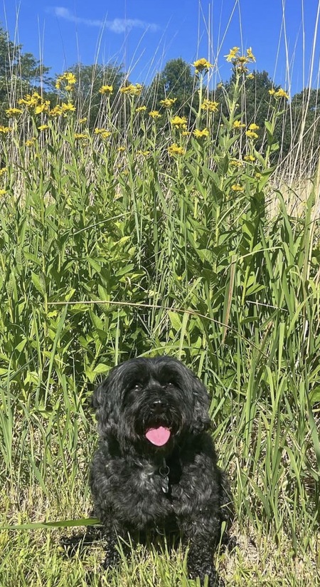Entry image for Lola . Clicking this image will show a larger photo