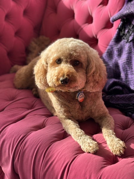 Entry image for Teddi. Clicking this image will show a larger photo