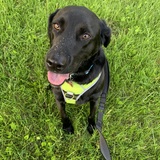 Entry image for Buddy