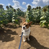 Entry image for Jimothy the Corg