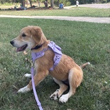 Entry image for Lucy