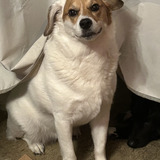 Entry image for Bella