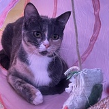 Entry image for Pepper
