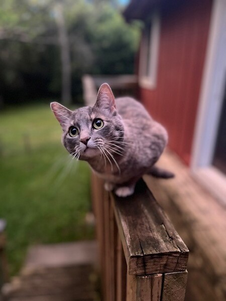 Entry image for Luna. Clicking this image will show a larger photo