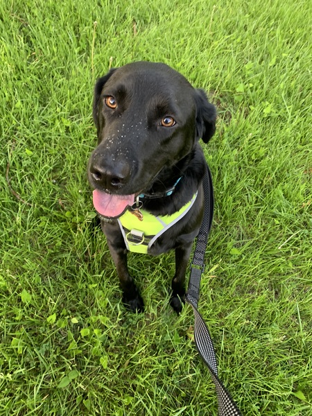 Entry image for Buddy. Clicking this image will show a larger photo
