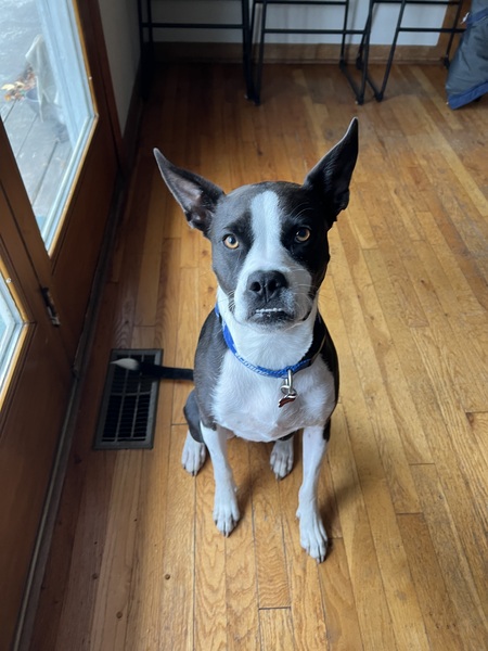 Entry image for Dash. Clicking this image will show a larger photo