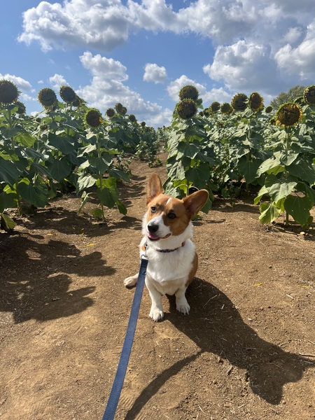 Entry image for Jimothy the Corg. Clicking this image will show a larger photo