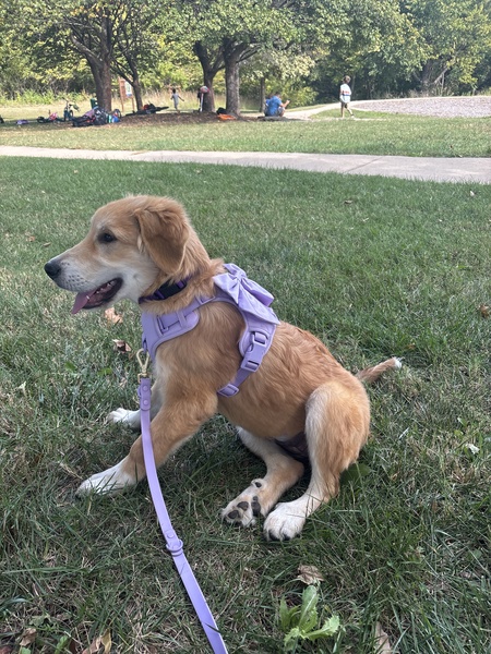 Entry image for Lucy. Clicking this image will show a larger photo