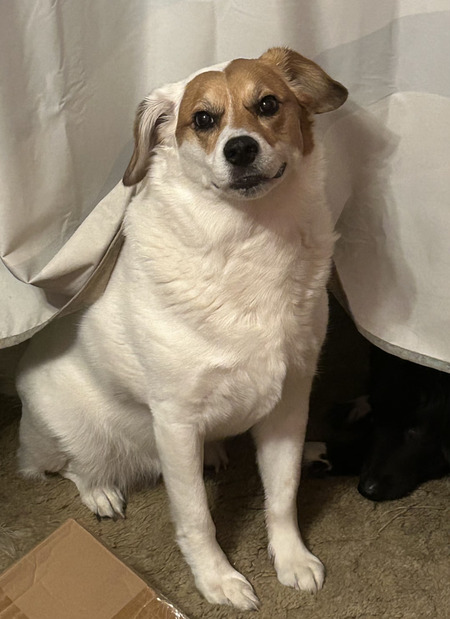 Entry image for Bella. Clicking this image will show a larger photo