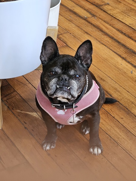 Entry image for Babette aka Babs. Clicking this image will show a larger photo