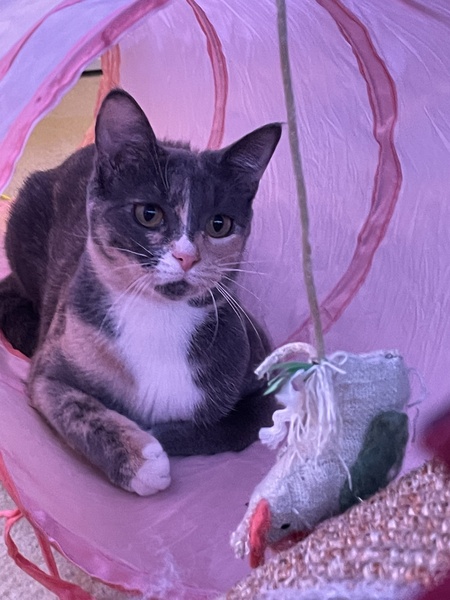 Entry image for Pepper. Clicking this image will show a larger photo
