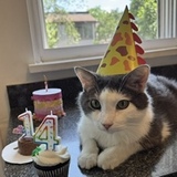 Entry image for Frankie