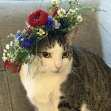 Entry image for Wilma
