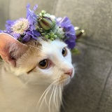 Entry image for Barney