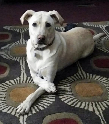 Entry image for Wally. Clicking this image will show a larger photo