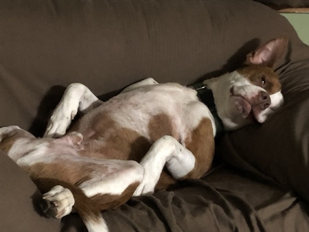 Entry image for Rocco. Clicking this image will show a larger photo