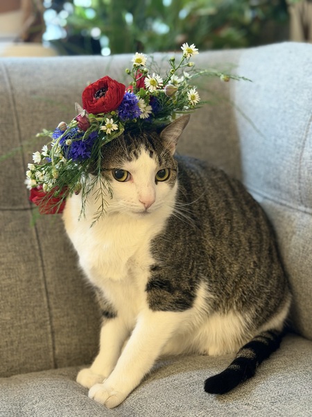 Entry image for Wilma. Clicking this image will show a larger photo