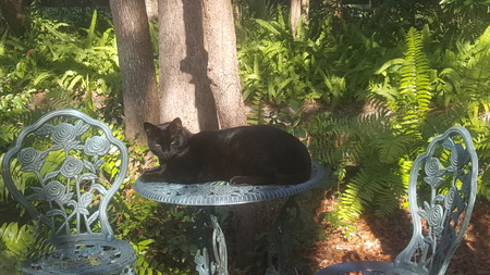 Entry image for Arthur (short for King Arthur). Clicking this image will show a larger photo