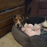 Entry image for Bert