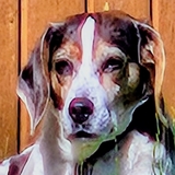 Entry image for Ruby 