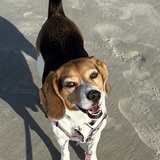 Entry image for Ginger