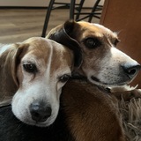 Entry image for Sunny and Duncan