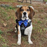 Entry image for Charlie 