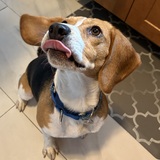 Entry image for Ginger