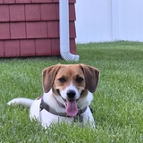 Entry image for Olive