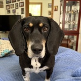 Entry image for Buddy